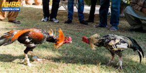 Đá Gà Campuchia Siêu Phẩm Tại NH88 Lôi Cuốn Khó Rời Mắt